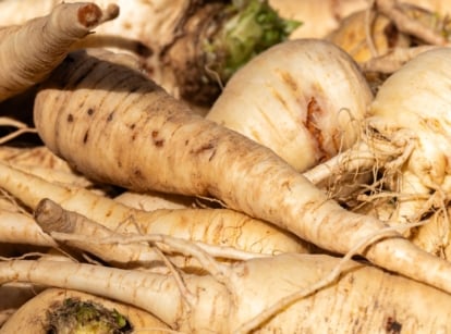 A close-up of pale, elongated root vegetables freshly harvested, their skins lightly streaked with brown and twisted contours. The vegetables rest on a bed of hay, surrounded by faint green foliage and remnants of soil clinging to the roots.