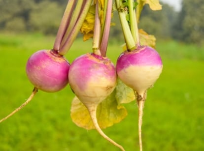 A gardener's hand holds a bunch of freshly harvested turnips, showcasing their round, white roots with a purple blush and vibrant green, leafy tops.