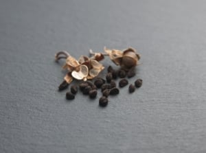 A close-up of dried black flower buds scattered on a smooth, dark surface.