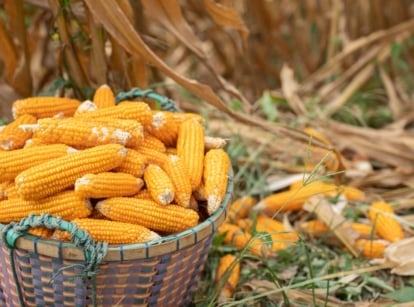 gathered, bright yellow cobs of maize, placed in a brown, woven basket, left in a field.
