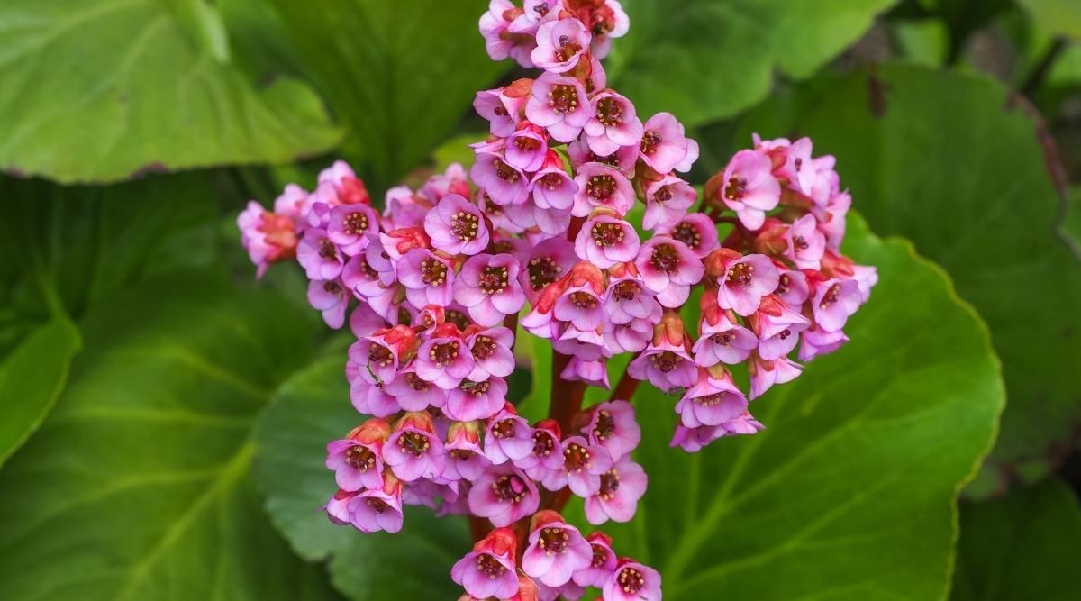 Heartleaf Bergenia