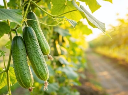 Close-up of ripening cucumbers, one of the heavy feeder veggies, featuring firm, elongated fruits with bumpy skin and tapered ends grow along vigorous vines with large, veined leaves and twisting tendrils.