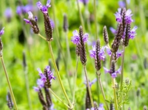 Blooming lavender-blue spikes sway above soft, fern-like leaves with a silvery hue and airy texture, one of the most popular ornamental herbs to plant in June.