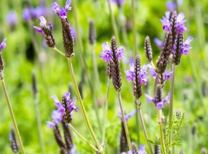 Blooming lavender-blue spikes sway above soft, fern-like leaves with a silvery hue and airy texture, one of the most popular ornamental herbs to plant in June.
