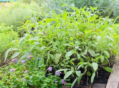 Herbs never plant together. Close-up of a small kitchen herb garden in a wooden raised bed featuring lush mint, sage, rosemary, and other green herbs.
