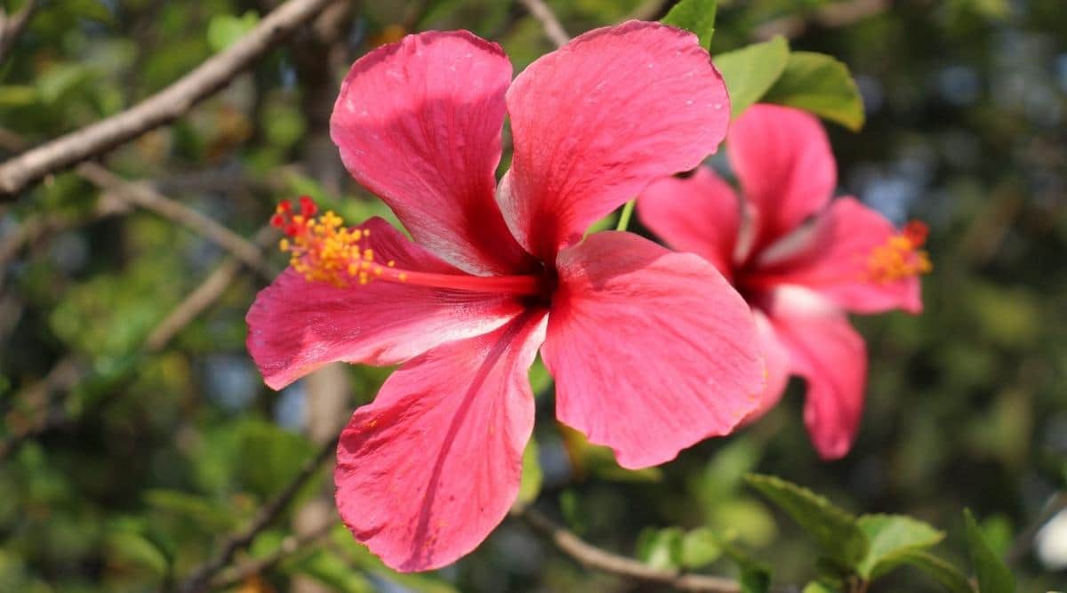 Hibiscus