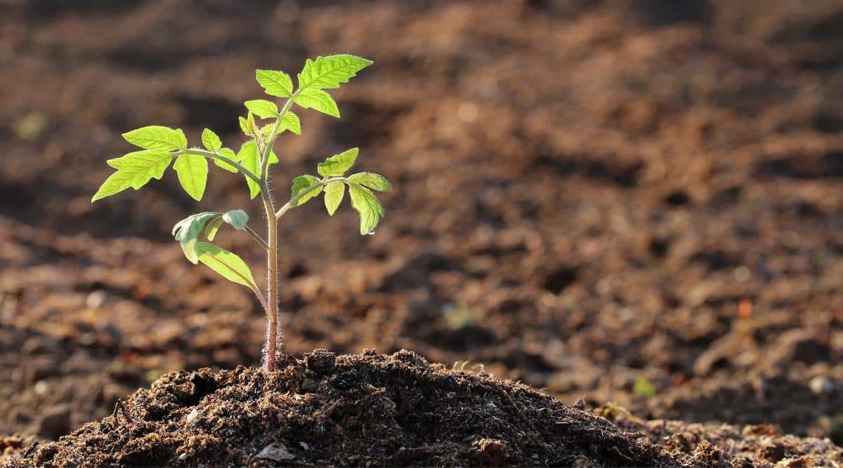 High quality garden soil