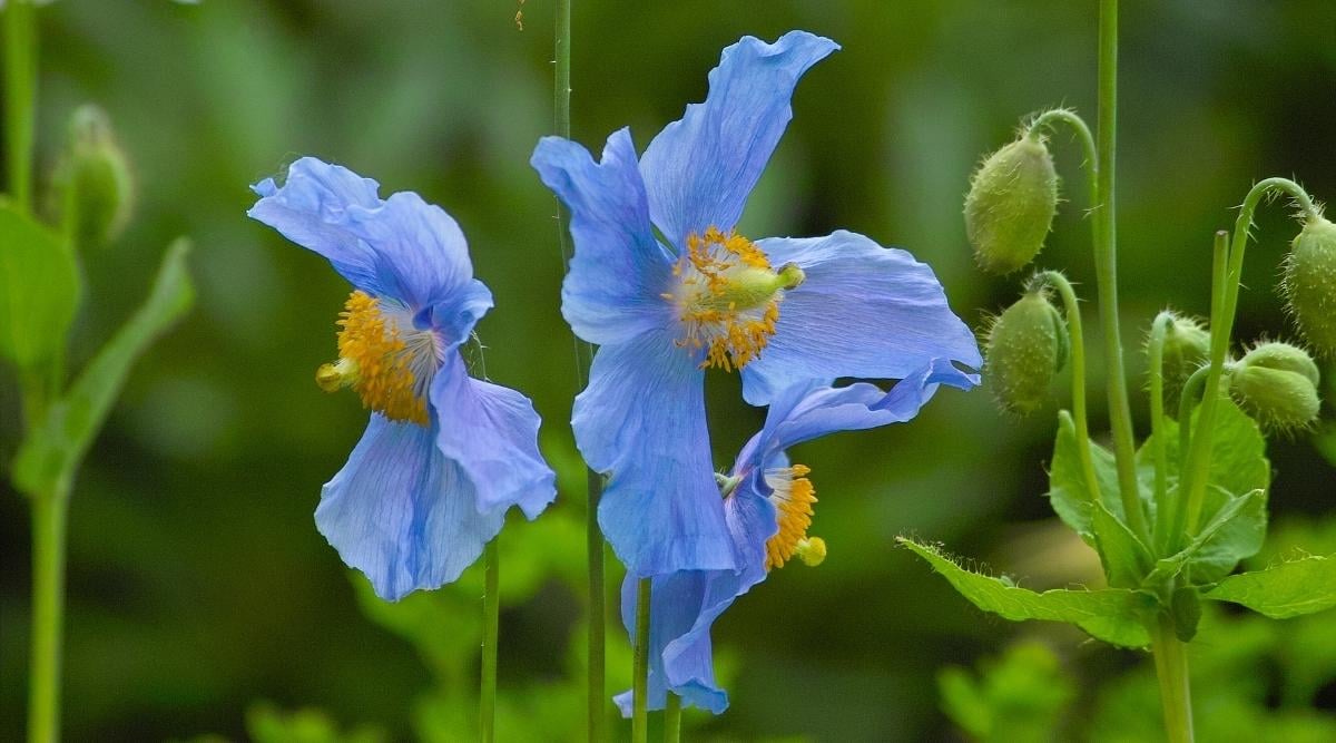 Himalayan Blue Poppy