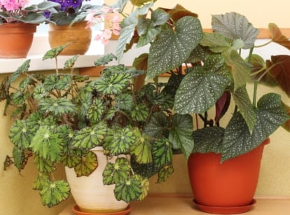 Brown and white pots, each filled with vibrant houseplants of varying shapes and sizes.