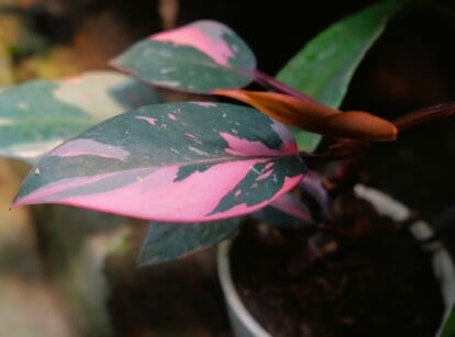 Houseplant with bright colors growing indoors in a white container