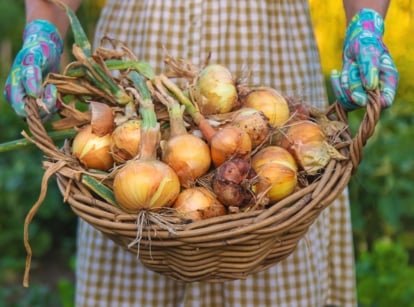 A woman in blue gloves holds a large wicker basket filled with freshly harvested onions in a sunlit garden.