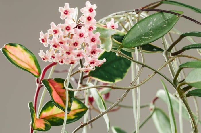 Hoya Krimson Princess produces umbels of porcelain-like flowers with pink corollas and red centers, rising above thick, waxy, variegated foliage.