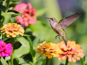A hummingbird hovers among blooming its favorite zinnias grown from seeds.
