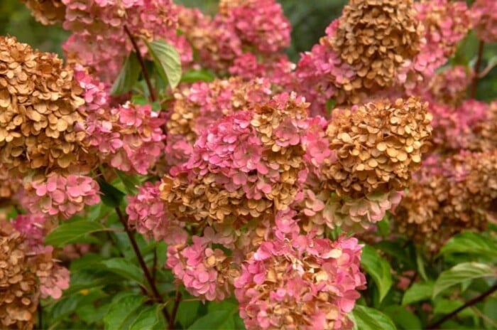 hydrangea flowers turning brown