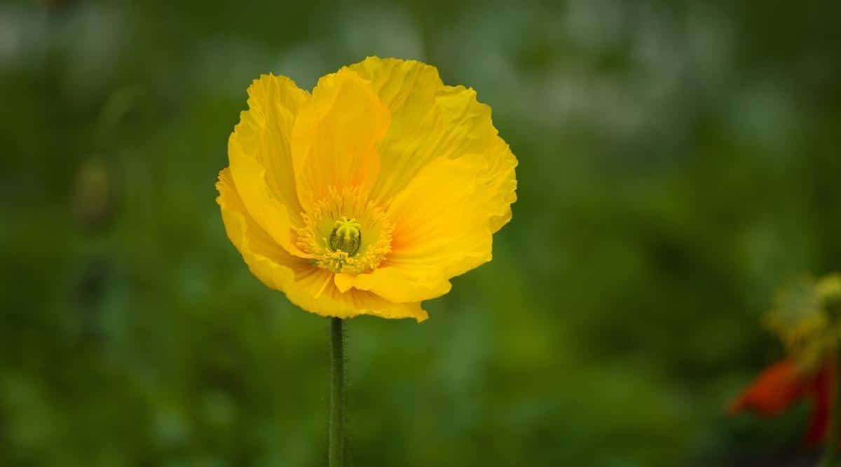 Iceland Poppy