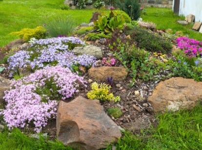 A rock garden with lavender and pink blooming groundcover, yellow foliage, and various green plants, featuring indestructible rock garden plants.