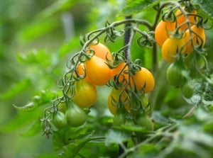 A cluster of ripening indeterminate tomato variety with small pear-shaped fruits of bright yellow color among jagged green foliage in the garden.