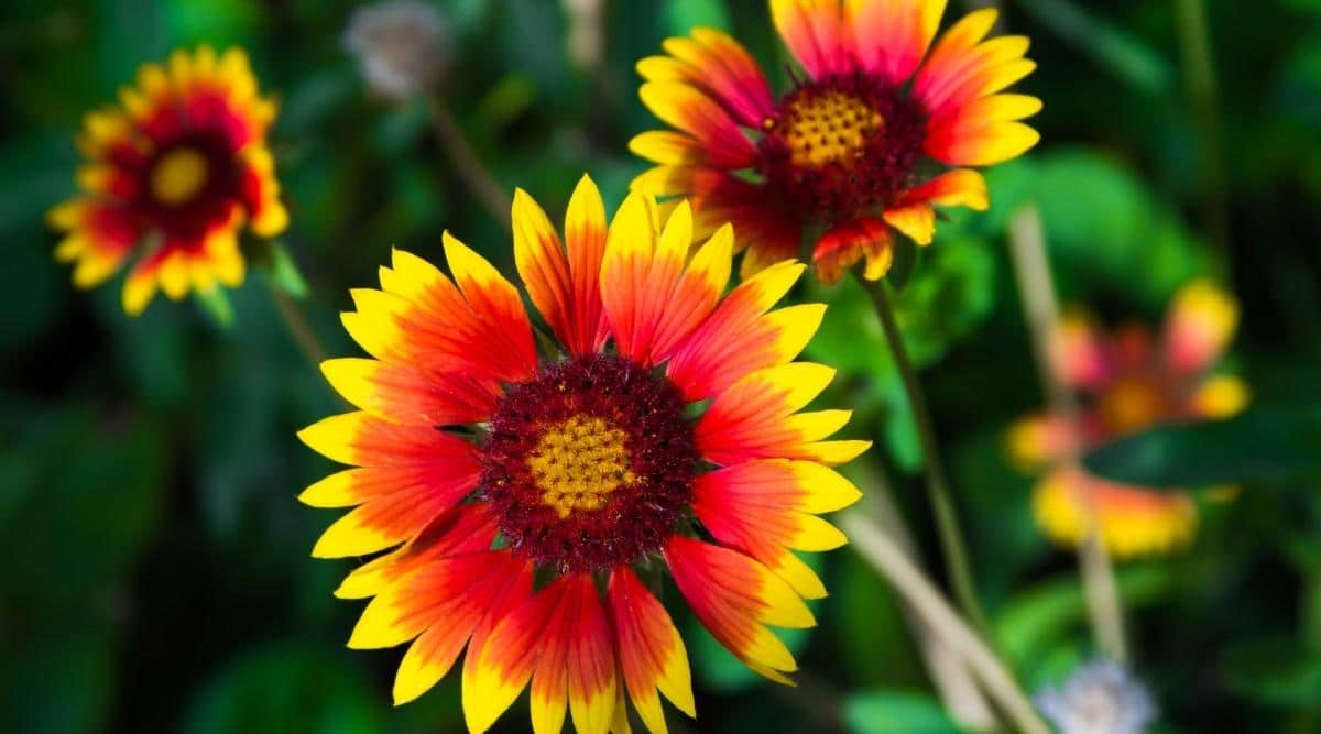 Indian Blanket
