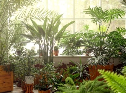 An indoor corner filled with lush, green plants of varying sizes in wooden planters, illuminated by soft, natural light filtering through large windows, creating a serene, leafy atmosphere.