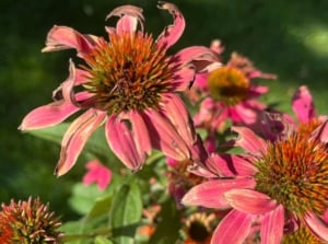 Flowers infected with Aster Yellows, appearing severely deformed with curled petals and browning seed heads