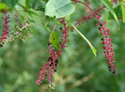 close up of a plant that features large, ovate to lance-shaped leaves that are often smooth and green, with prominent veins. There are elongated, drooping clusters of purple berries growing on bright pink stems.