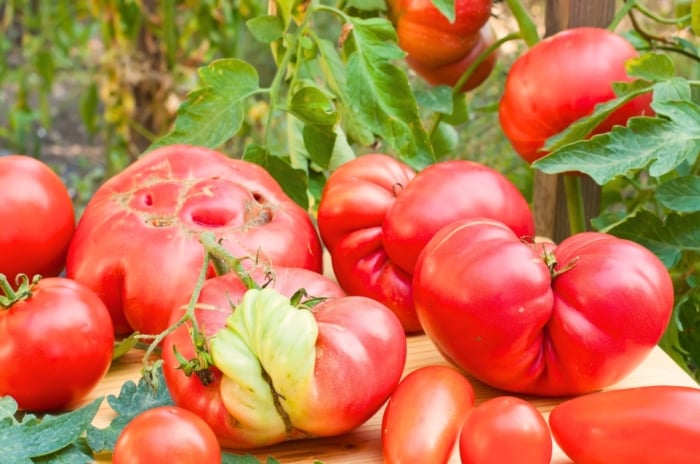 Freshly harvested irregular and deformed tomatoes sit on a wooden table in the garden among lush tomato plants.