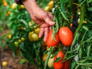 Italian nonna tomato tricks. An older woman harvests bright red plum tomatoes amidst lush green foliage in her garden beds.