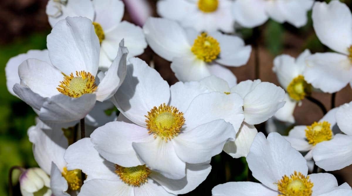 Japanese Anemone
