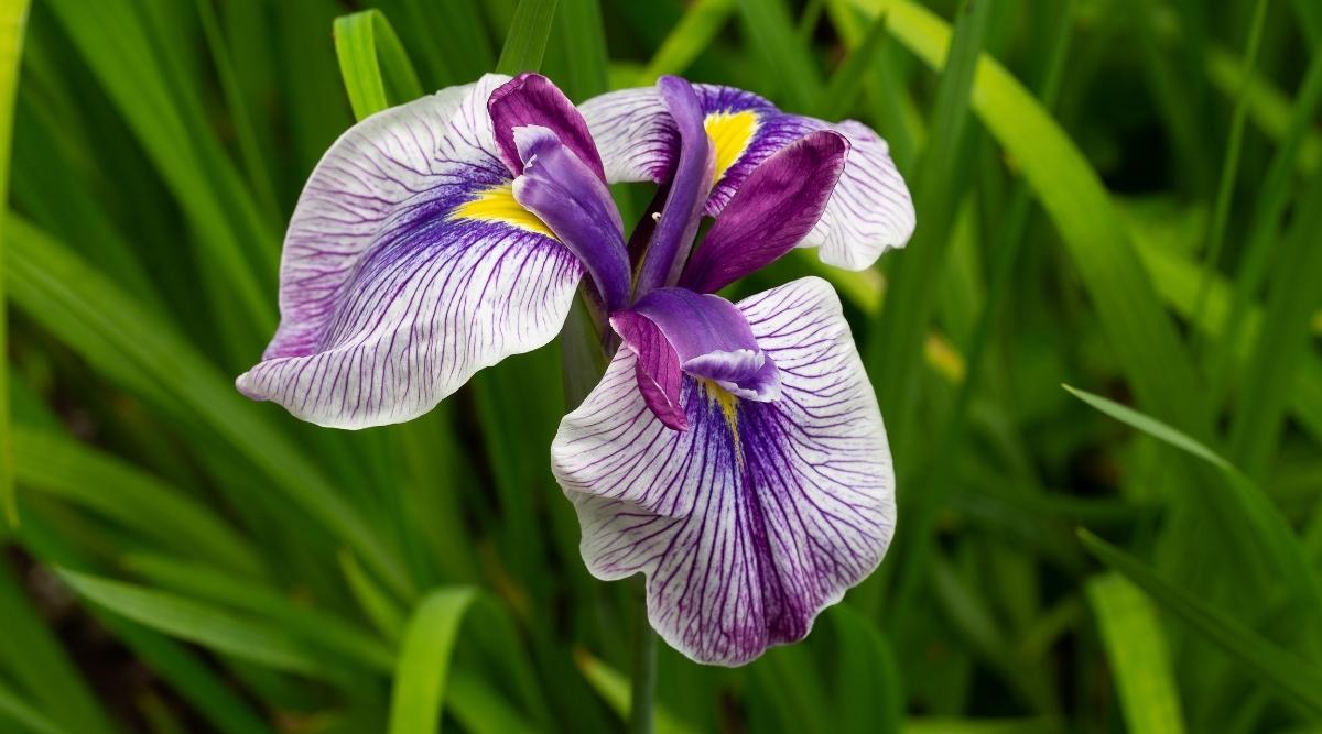 Japanese Iris