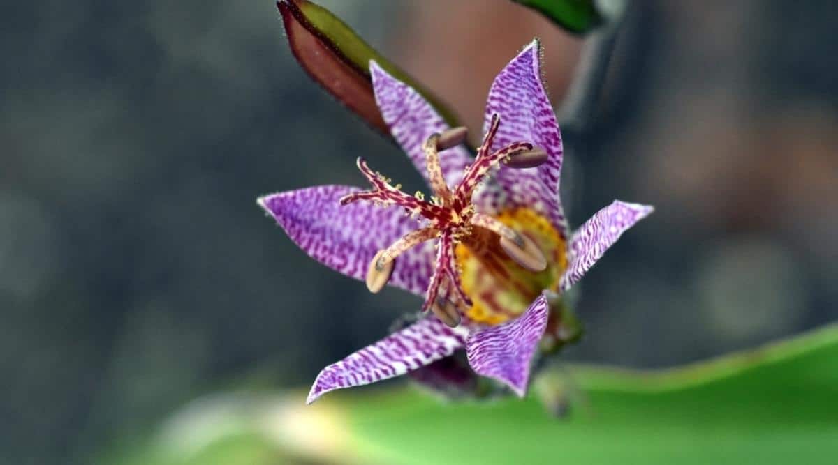 Japanese Toad Lily