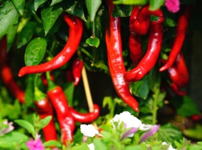 A close-up of Jimmy Nardello Peppers featuring long, tapered red fruits shining under light. Surrounding them, the verdant green leaves frame the peppers beautifully. Below, lush green plants display delicate white flowers adorned with captivating purple markings.