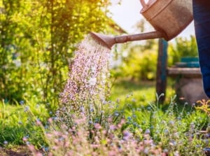 A female gardener carries out one of her June gardening tasks - watering a blooming garden from a large metal watering can.