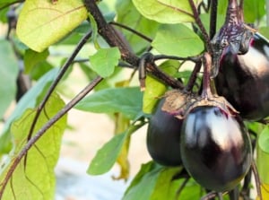 june vegetables. The eggplant features large, velvety, green leaves and shiny bears, deep purple oval fruits with a rich, glossy finish.