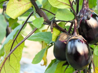 june vegetables. The eggplant features large, velvety, green leaves and shiny bears, deep purple oval fruits with a rich, glossy finish.