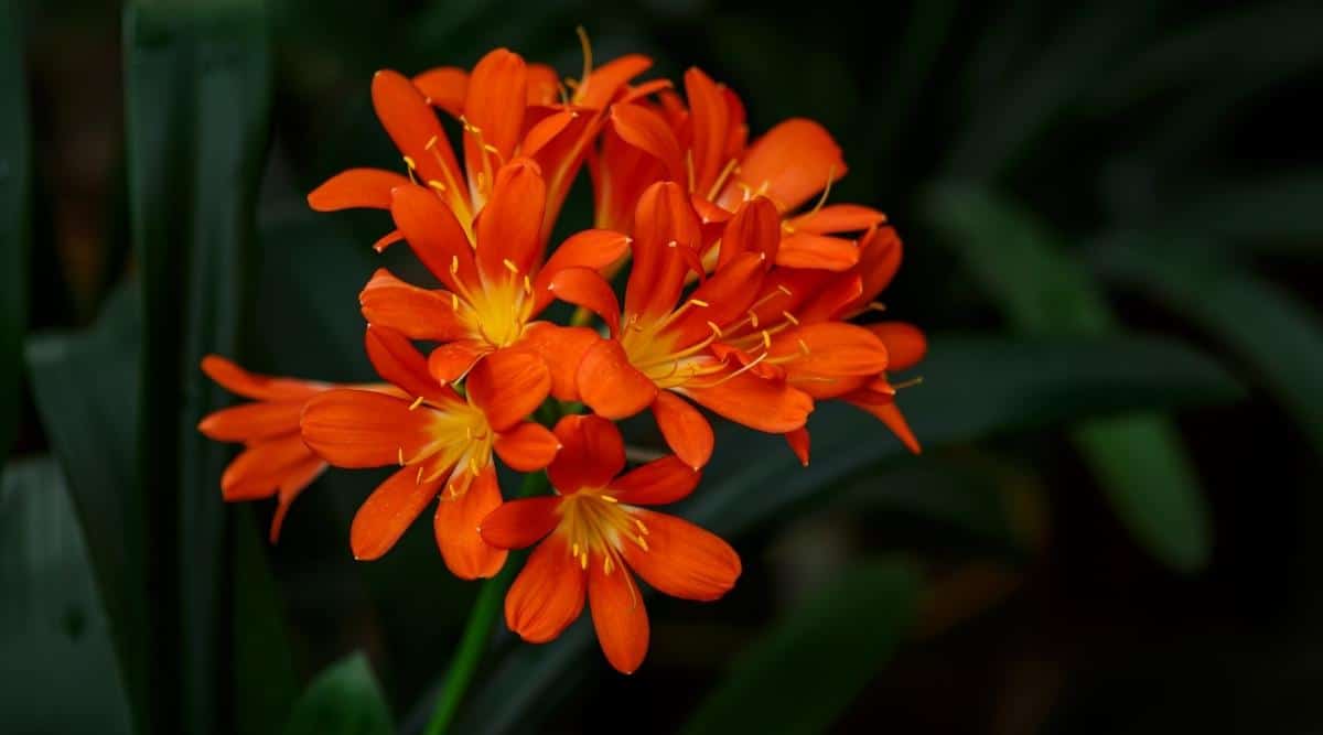 Kaffir Lily