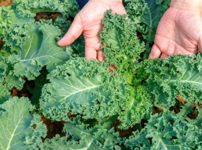 A person in the process of inspecting leafy crops, showcasing kale growth stages