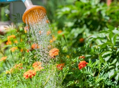 Close-up of a watering can watering blooming marigolds in a sunny garden to keep the annuals fresh as long as possible.