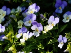 Violas with delicate purple and yellow petals growing vibrantly among green leaves in a garden setting.