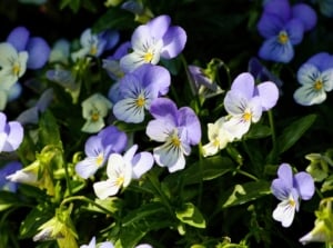 Violas with delicate purple and yellow petals growing vibrantly among green leaves in a garden setting.