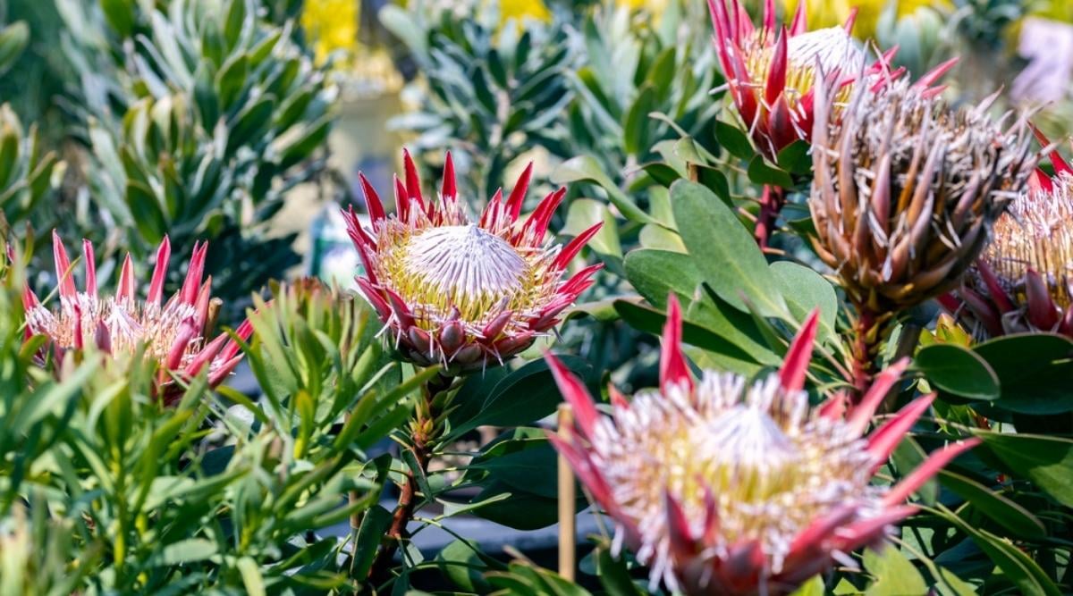 King Protea
