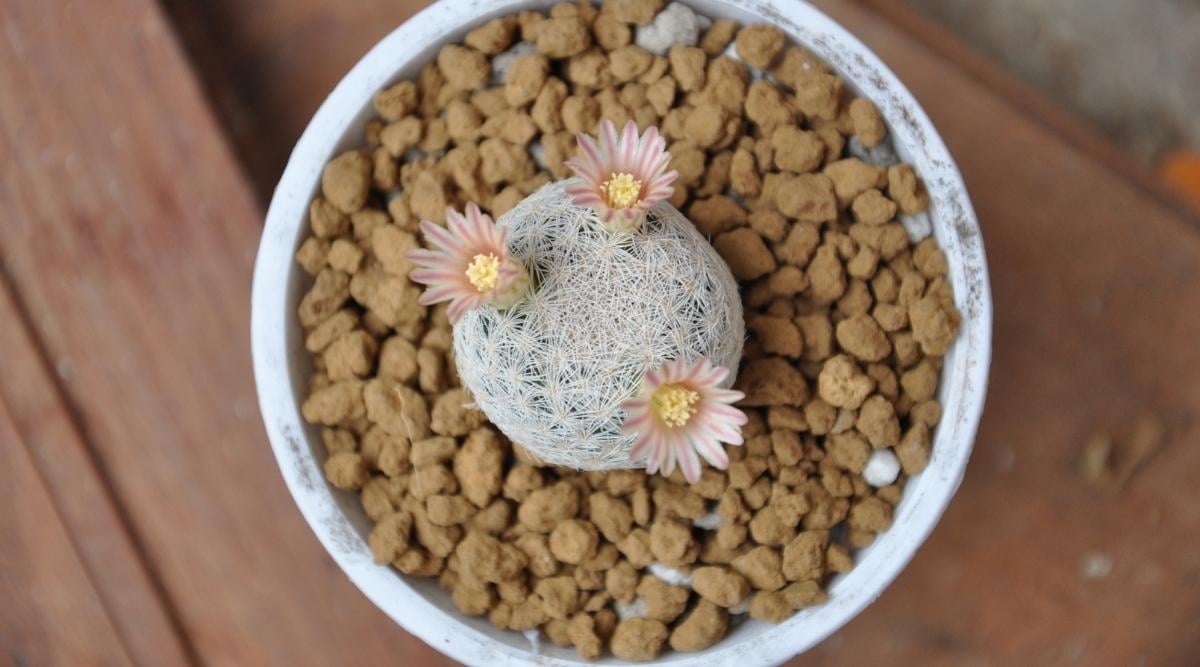 Lacespine Pincushion Cactus