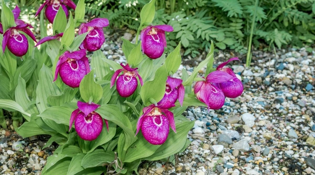 Ladys Slipper Orchid