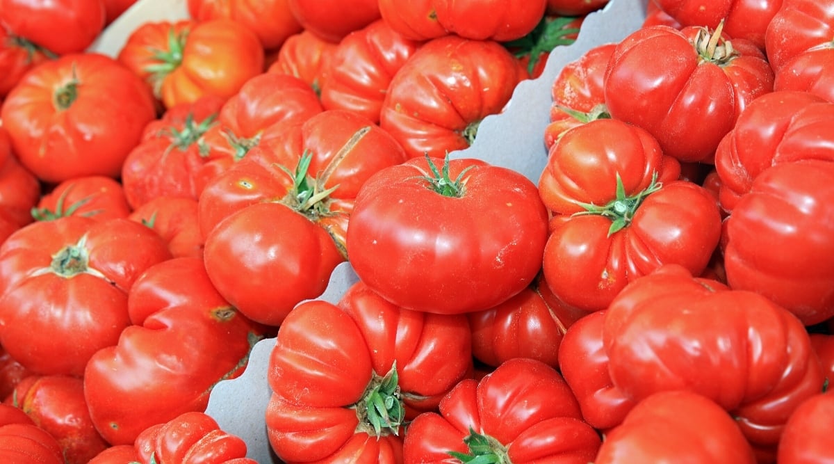 Image of rounded red, smooth but ribbed or lobed, like a pumpkin, beefsteak fruits with green calyxes, placed in grayish carton. Some of the fruits are upside down. Some of them have white spots on them and some others have cracks.
