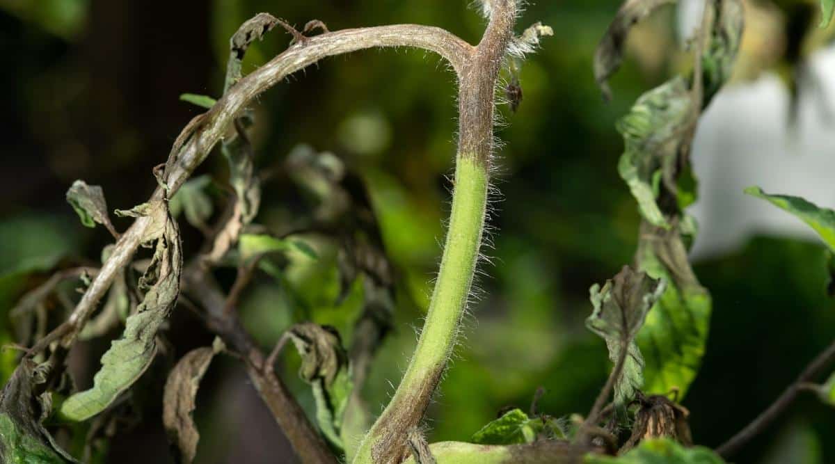 Stems of Vegetable Plant Turning Black