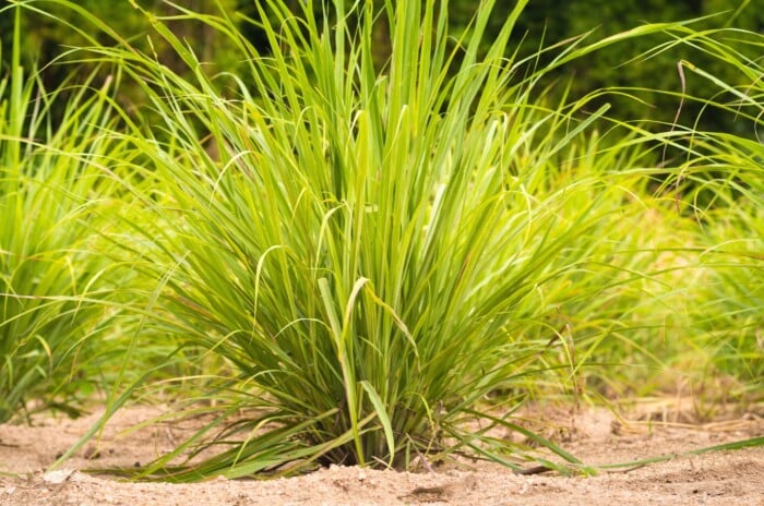 Close-up of a growing lemongrass from seed plant in a sunny garden. Lemongrass is characterized by its tall, slender stalks that grow in clumps. They have a pale green color and are cylindrical with a slightly bulbous base. Lemongrass leaves are long and linear, resembling blades, and grow in a tuft at the top of the stalks.