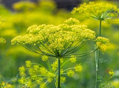 Tall green stems with delicate yellow umbels let dill flower fully in a sunny garden bed.