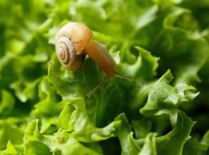A close-up of a small snail pest with a coiled shell crawling on wavy, bright green, glossy lettuce leaves.