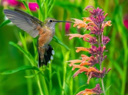 Close up of bird and licorice mint flower with green grass blades in the background.