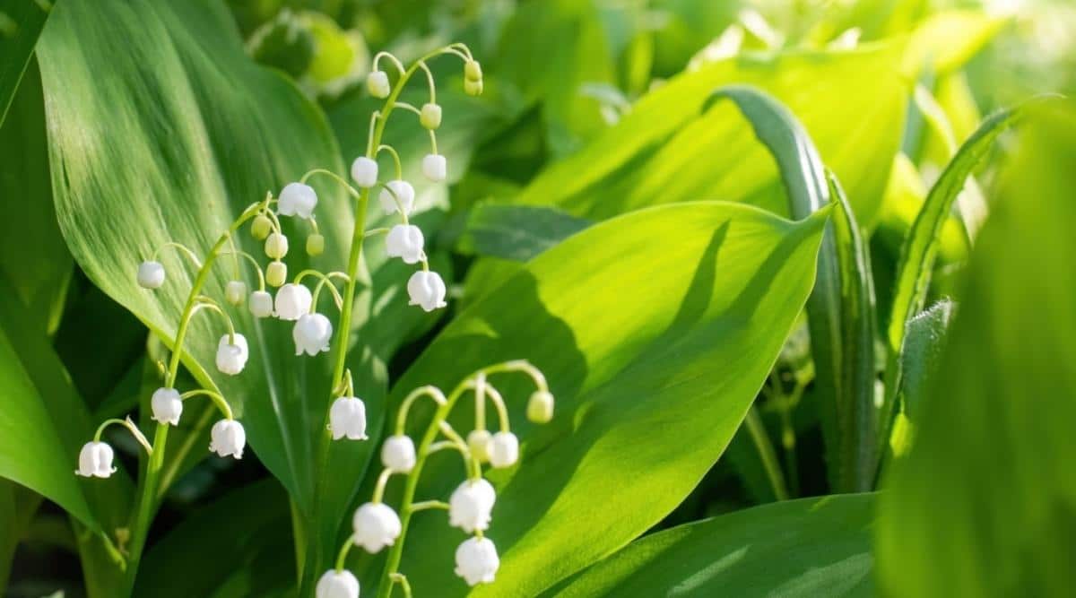 Lily of the Valley