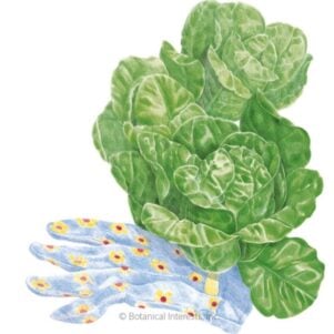 Little Gem Mini-Romaine Lettuce